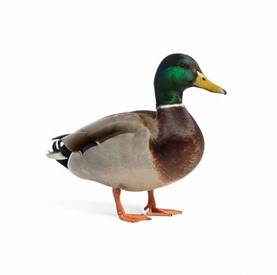 duck