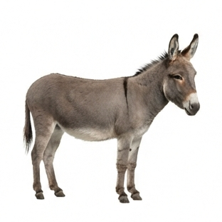 Donkey