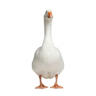 Goose