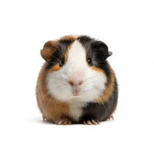 Guinea Pig