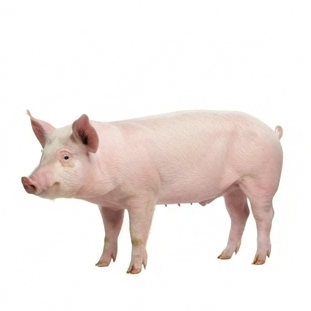 Pig