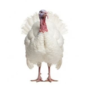 Turkey