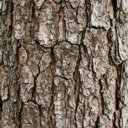 Bark