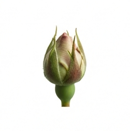 Bud