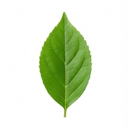 Leaf