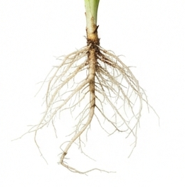 Root