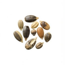 Seed