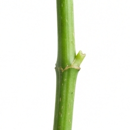 Stem