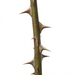 Thorn