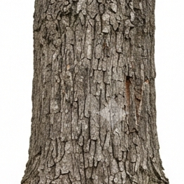 Trunk