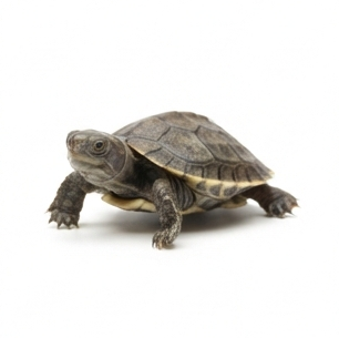 Baby Turtle