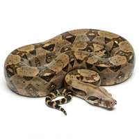 Boa Constrictor