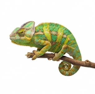 Chameleon