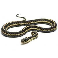 Garter Snake