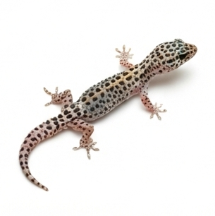 Gecko