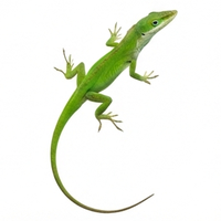 Green Anole