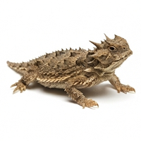 Horned Lizard
