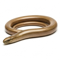 Slow Worm