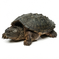 Snapping Turtle