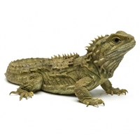 Tuatara