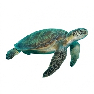 Turtle