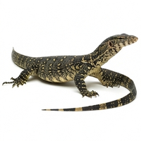 Water Monitor