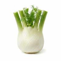 Fennel