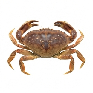 Crab