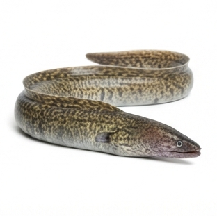 Eel