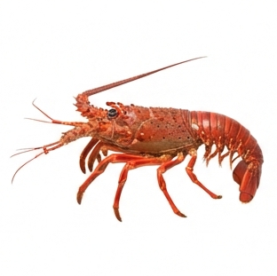 Lobster
