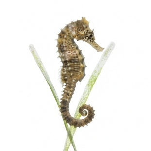 Seahorse