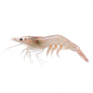 Shrimp