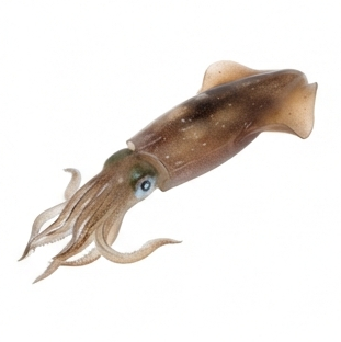 Squid