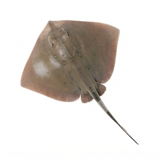 Stingray