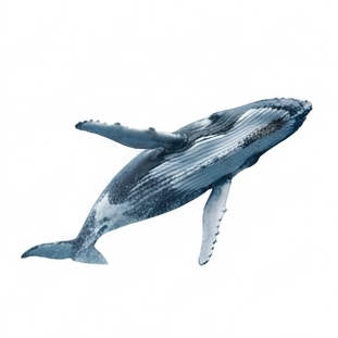 Whale