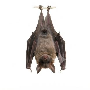 Bat