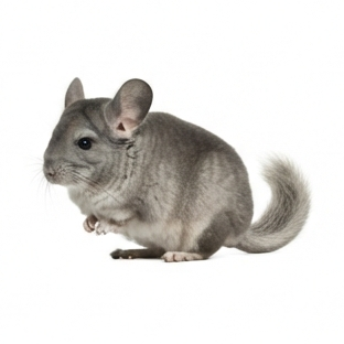 Chinchilla
