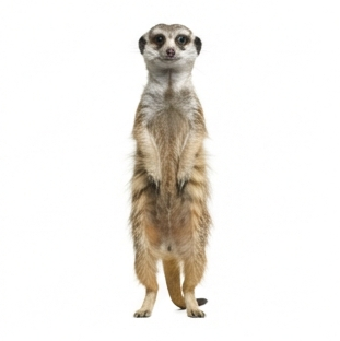 Meerkat