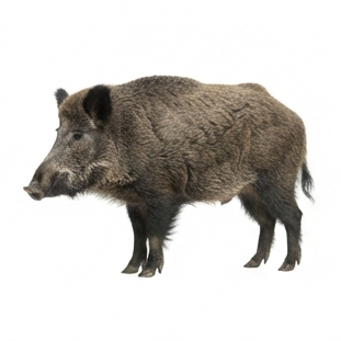Wild Boar